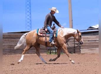 Caballo cuarto de milla, Caballo castrado, 4 años, 155 cm, Palomino