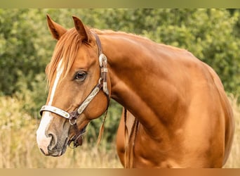 Caballo cuarto de milla, Caballo castrado, 4 años, 156 cm, Alazán