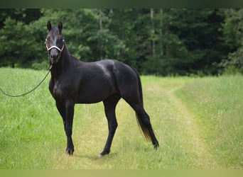 Caballo cuarto de milla, Caballo castrado, 4 años, 156 cm, Negro