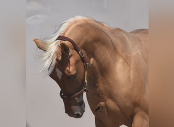 Caballo cuarto de milla, Caballo castrado, 4 años, 156 cm, Palomino