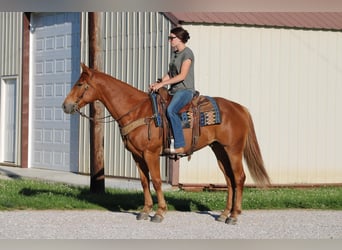 Caballo cuarto de milla, Caballo castrado, 4 años, 157 cm, Alazán-tostado