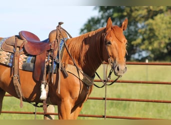 Caballo cuarto de milla, Caballo castrado, 4 años, 157 cm, Alazán-tostado