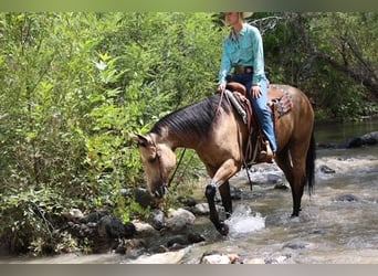 Caballo cuarto de milla, Caballo castrado, 4 años, 157 cm, Buckskin/Bayo