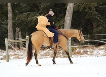 Caballo cuarto de milla, Caballo castrado, 4 años, 157 cm, Buckskin/Bayo