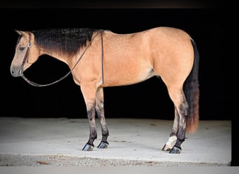 Caballo cuarto de milla, Caballo castrado, 4 años, 157 cm, Buckskin/Bayo