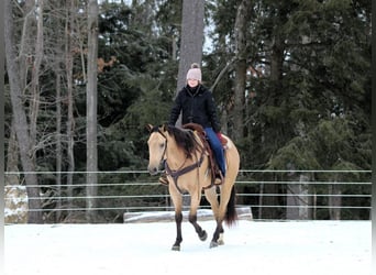 Caballo cuarto de milla, Caballo castrado, 4 años, 157 cm, Buckskin/Bayo