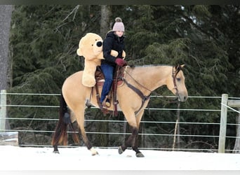 Caballo cuarto de milla, Caballo castrado, 4 años, 157 cm, Buckskin/Bayo