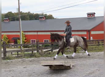 Caballo cuarto de milla Mestizo, Caballo castrado, 4 años, 157 cm