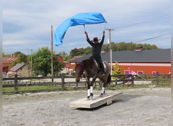 Caballo cuarto de milla Mestizo, Caballo castrado, 4 años, 157 cm