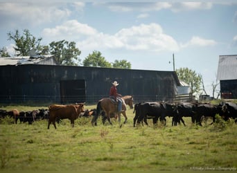 Caballo cuarto de milla Mestizo, Caballo castrado, 4 años, 157 cm, Castaño rojizo