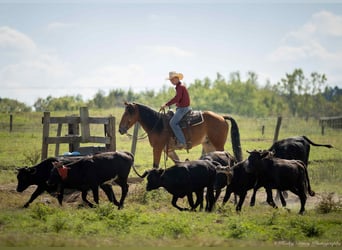 Caballo cuarto de milla Mestizo, Caballo castrado, 4 años, 157 cm, Castaño rojizo