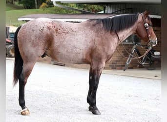 Caballo cuarto de milla, Caballo castrado, 4 años, 157 cm, Castaño-ruano