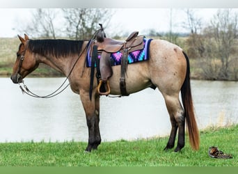 Caballo cuarto de milla, Caballo castrado, 4 años, 157 cm, Castaño-ruano
