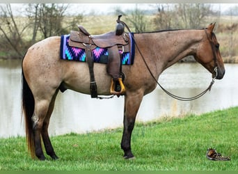 Caballo cuarto de milla, Caballo castrado, 4 años, 157 cm, Castaño-ruano