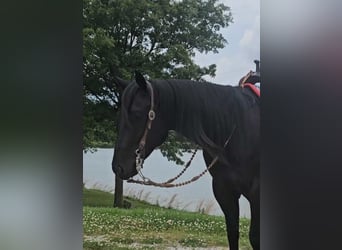 Caballo cuarto de milla, Caballo castrado, 4 años, 157 cm, Negro