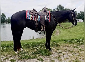 Caballo cuarto de milla, Caballo castrado, 4 años, 157 cm, Negro