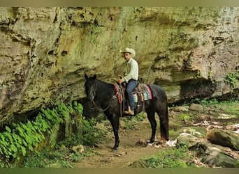 Caballo cuarto de milla, Caballo castrado, 4 años, 157 cm, Negro