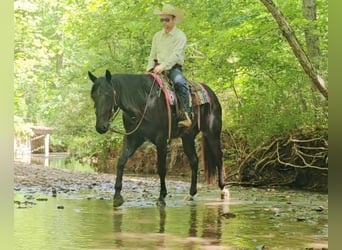 Caballo cuarto de milla, Caballo castrado, 4 años, 157 cm, Negro