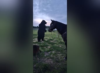 Caballo cuarto de milla, Caballo castrado, 4 años, 157 cm, Negro