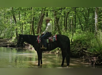 Caballo cuarto de milla, Caballo castrado, 4 años, 157 cm, Negro