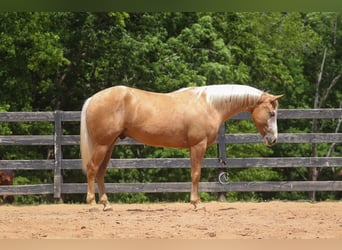 Caballo cuarto de milla, Caballo castrado, 4 años, 157 cm, Palomino