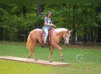 Caballo cuarto de milla, Caballo castrado, 4 años, 157 cm, Palomino
