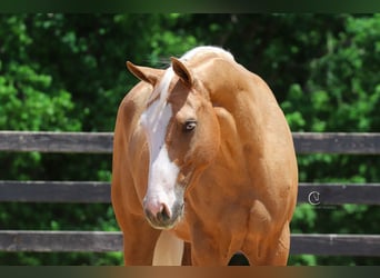 Caballo cuarto de milla, Caballo castrado, 4 años, 157 cm, Palomino