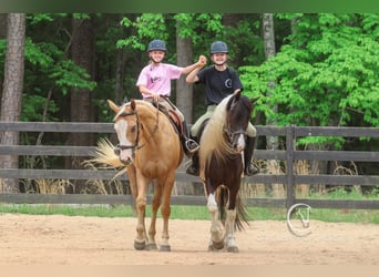 Caballo cuarto de milla, Caballo castrado, 4 años, 157 cm, Palomino