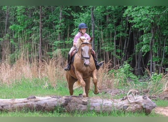 Caballo cuarto de milla, Caballo castrado, 4 años, 157 cm, Palomino