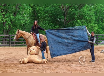 Caballo cuarto de milla, Caballo castrado, 4 años, 157 cm, Palomino