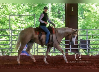 Caballo cuarto de milla, Caballo castrado, 4 años, 157 cm, Palomino