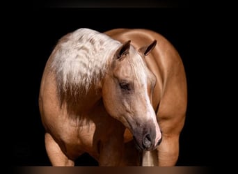 Caballo cuarto de milla, Caballo castrado, 4 años, 157 cm, Palomino