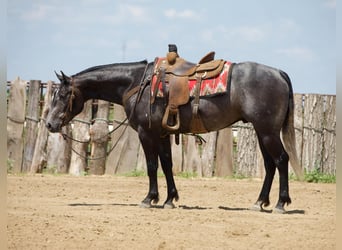 Caballo cuarto de milla, Caballo castrado, 4 años, 157 cm, Tordo