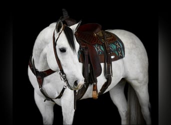 Caballo cuarto de milla, Caballo castrado, 4 años, 157 cm, Tordo