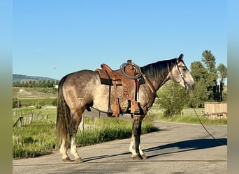 Caballo cuarto de milla, Caballo castrado, 4 años, 157 cm, Tordo