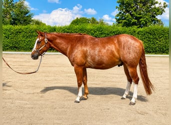 Caballo cuarto de milla, Caballo castrado, 4 años, 159 cm, Rabicano