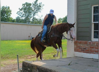 Caballo cuarto de milla, Caballo castrado, 4 años, 160 cm, Alazán-tostado