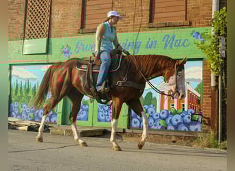 Caballo cuarto de milla, Caballo castrado, 4 años, 160 cm, Alazán-tostado