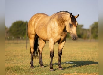 Caballo cuarto de milla, Caballo castrado, 4 años, 160 cm, Buckskin/Bayo