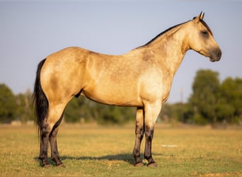 Caballo cuarto de milla, Caballo castrado, 4 años, 160 cm, Buckskin/Bayo