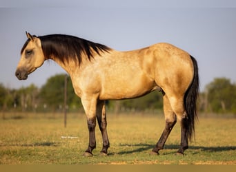 Caballo cuarto de milla, Caballo castrado, 4 años, 160 cm, Buckskin/Bayo