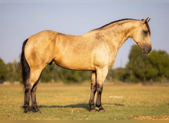 Caballo cuarto de milla, Caballo castrado, 4 años, 160 cm, Buckskin/Bayo