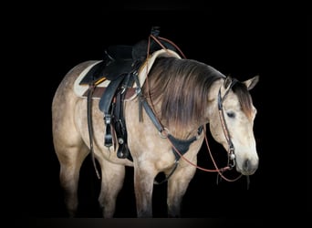 Caballo cuarto de milla, Caballo castrado, 4 años, 160 cm, Buckskin/Bayo