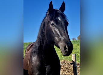Caballo cuarto de milla, Caballo castrado, 4 años, 160 cm, Negro