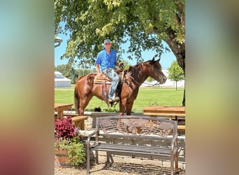 Caballo cuarto de milla, Caballo castrado, 4 años, 163 cm, Alazán-tostado