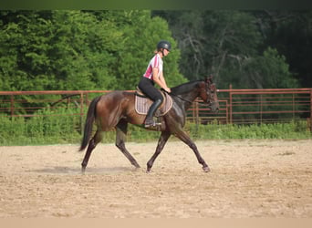 Caballo cuarto de milla Mestizo, Caballo castrado, 4 años, 163 cm, Castaño rojizo