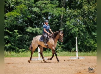 Caballo cuarto de milla, Caballo castrado, 4 años, 163 cm, Grullo