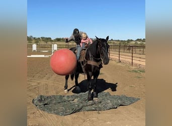 Caballo cuarto de milla, Caballo castrado, 4 años, 163 cm, Negro