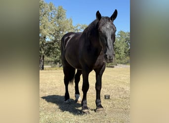 Caballo cuarto de milla, Caballo castrado, 4 años, 163 cm, Negro