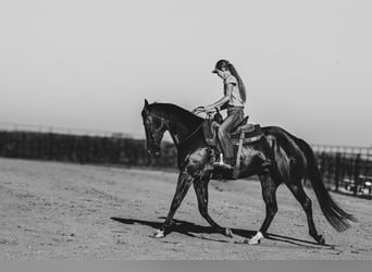 Caballo cuarto de milla, Caballo castrado, 4 años, 163 cm, Negro